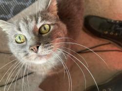 Lost Male Cat last seen Behind the Vons, Camarillo, CA 93010