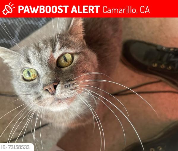 Lost Male Cat last seen Behind the Vons, Camarillo, CA 93010