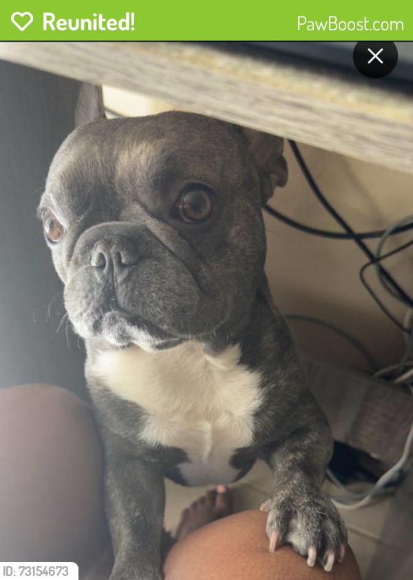 Reunited Male Dog last seen Cranbrook subdivison., Houston, TX 77014