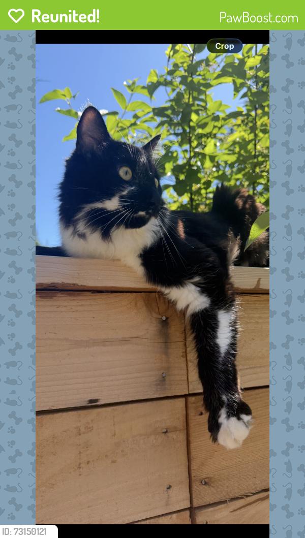 Reunited Male Cat last seen Rainbow Dr, Arlington, WA 98223