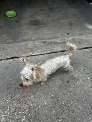 Found/Stray Male Dog last seen Bridge view, Spring, TX 77388