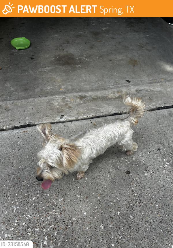 Found/Stray Male Dog last seen Bridge view, Spring, TX 77388