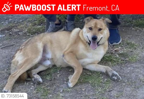 Lost Male Dog last seen Paseo Padro & Thornton, Fremont, CA 94536