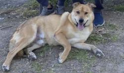 Lost Male Dog last seen Paseo Padro & Thornton, Fremont, CA 94536