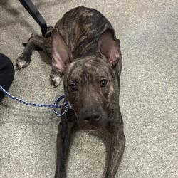 Shelter Stray Female Dog last seen , 8464 Beach Blvd, Jacksonville, FL 32216, USA