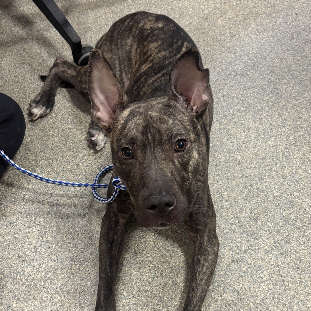 Shelter Stray Female Dog last seen , 8464 Beach Blvd, Jacksonville, FL 32216, USA