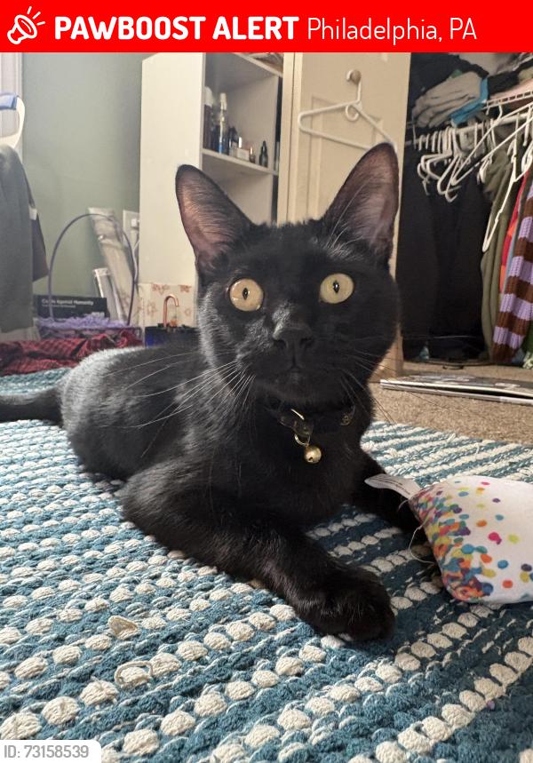 Lost Male Cat last seen Bridge at and Craig st, Philadelphia, PA 19137