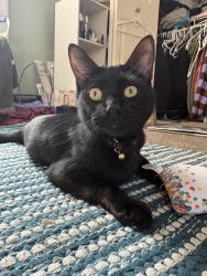 Lost Male Cat last seen Bridge at and Craig st, Philadelphia, PA 19137