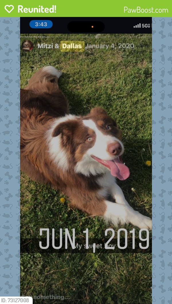 Reunited Male Dog last seen Near Valerio Ct, Bakersfield, CA 93312, USA, Bakersfield, CA 93312