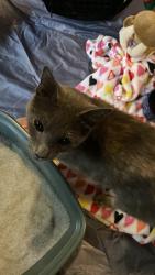 Found/Stray Female Cat last seen capital blvd & perry creek, near the sheetz going towards wake forest, Raleigh, NC 27616