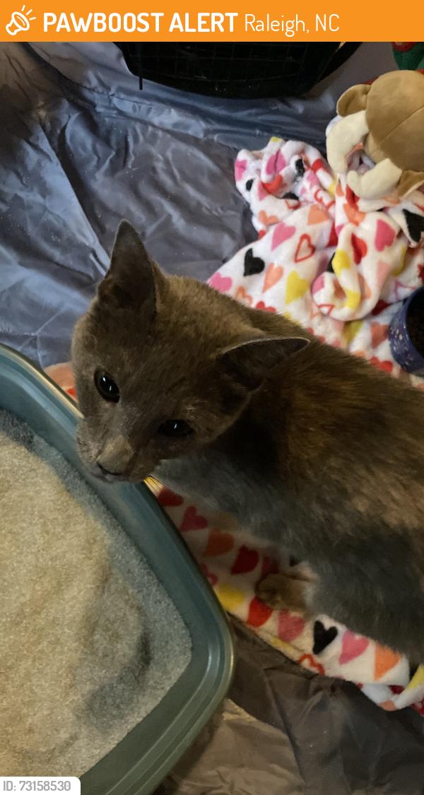 Found/Stray Female Cat last seen capital blvd & perry creek, near the sheetz going towards wake forest, Raleigh, NC 27616