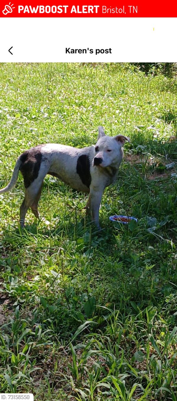 Lost Female Dog last seen Paperville road, Bristol, TN 37620
