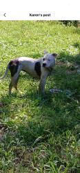 Lost Female Dog last seen Paperville road, Bristol, TN 37620