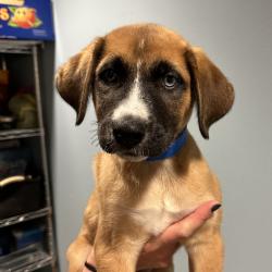Shelter Stray Male Dog last seen , 4500 N Access Rd, Chattanooga, TN 37415, USA