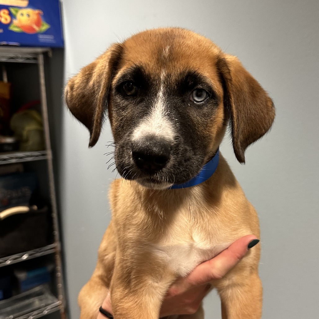 Shelter Stray Male Dog last seen , 4500 N Access Rd, Chattanooga, TN 37415, USA