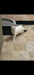 Reunited Female Cat last seen Deming street, crawford school, Terre Haute, IN 47807