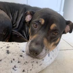 Shelter Stray Female Dog last seen , 2350 Appling City Cove, Memphis, TN 38133, USA