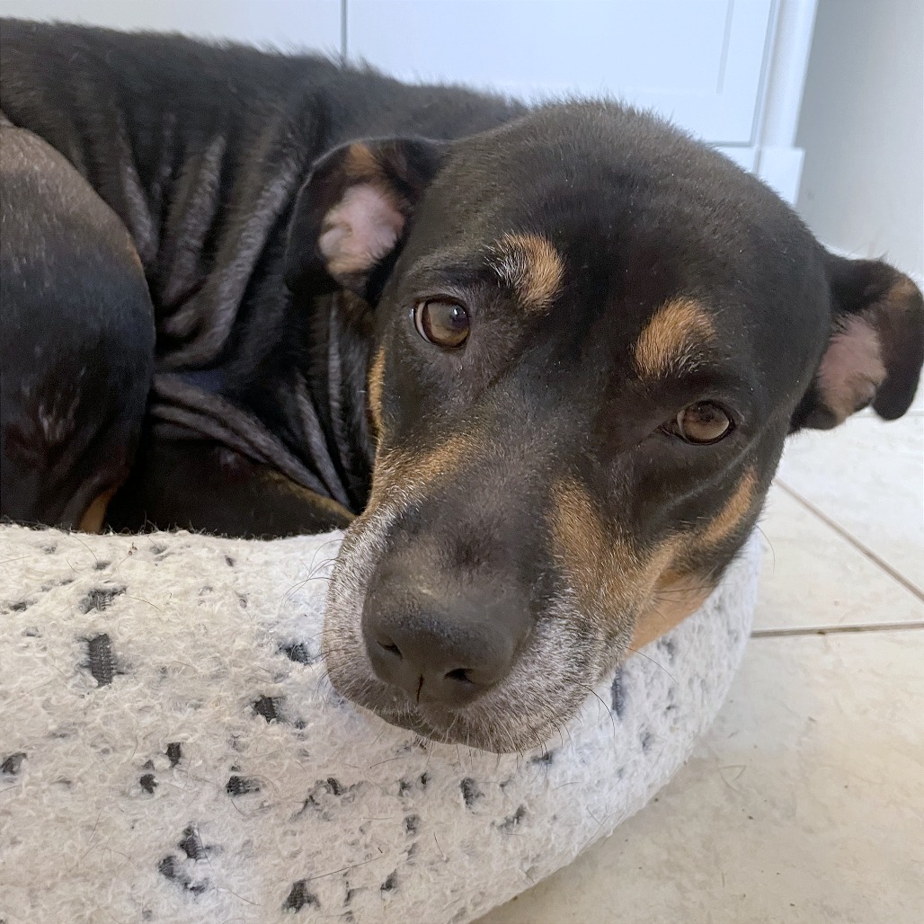 Shelter Stray Female Dog last seen , 2350 Appling City Cove, Memphis, TN 38133, USA