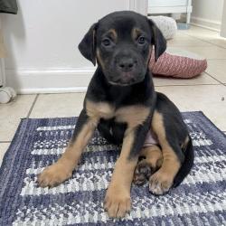 Shelter Stray Female Dog last seen , 2350 Appling City Cove, Memphis, TN 38133, USA