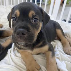 Shelter Stray Male Dog last seen , 2350 Appling City Cove, Memphis, TN 38133, USA