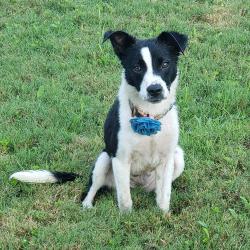 Shelter Stray Female Dog last seen , 2350 Appling City Cove, Memphis, TN 38133, USA