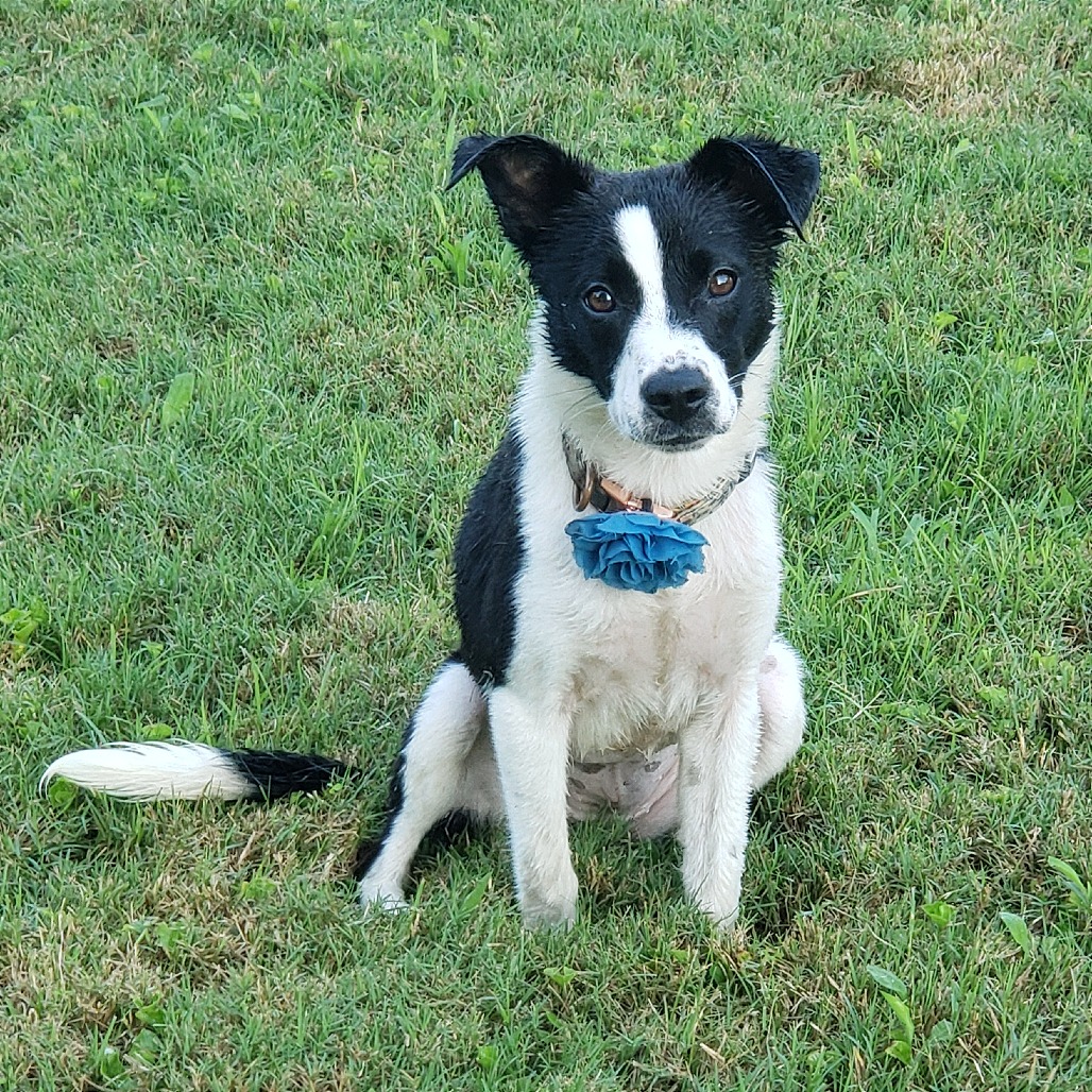 Shelter Stray Female Dog last seen , 2350 Appling City Cove, Memphis, TN 38133, USA