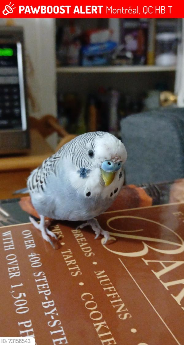 Lost Male Bird last seen Intersection near westhill,madison,grand boulevard, Montréal, QC H4B 2T5