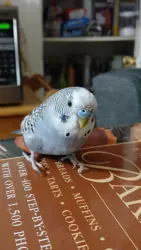 Lost Male Bird last seen Intersection near westhill,madison,grand boulevard, Montréal, QC H4B 2T5