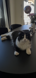 Lost Male Cat last seen Ashland rd Avenue 304, Visalia, CA 93291