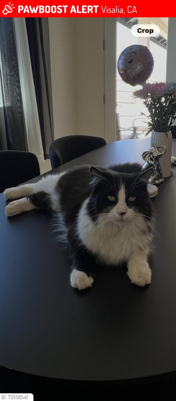 Lost Male Cat last seen Ashland rd Avenue 304, Visalia, CA 93291