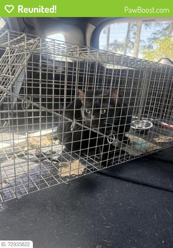 Reunited Female Cat last seen Arches on the Lake building D, Athens, GA 30605