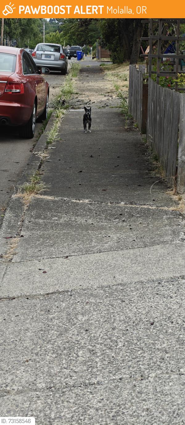 Found/Stray Male Dog last seen Molalla Christian Church, Molalla, OR 97038