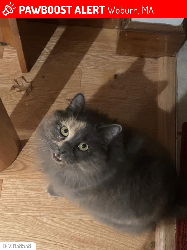 Lost Female Cat last seen Felton St and Mondale Rd, Woburn, MA 01801