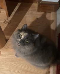 Lost Female Cat last seen Felton St and Mondale Rd, Woburn, MA 01801