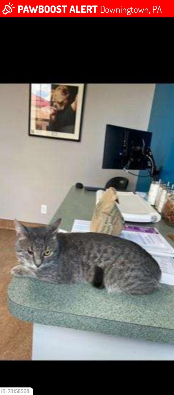 Lost Male Cat last seen Near E Lancaster Ave, Home2Suites Downingtown PA, Downingtown, PA 19335