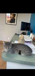 Lost Male Cat last seen Near E Lancaster Ave, Home2Suites Downingtown PA, Downingtown, PA 19335