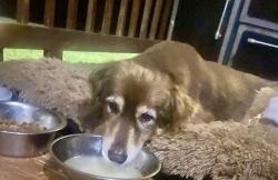 Reunited Female Dog last seen Andrew Hunter Road, Franklinville, NC 27248