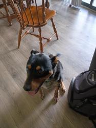 Reunited Male Dog last seen Shawnee Mission Pkwy and Pflumn, Shawnee, KS 66216