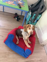 Found/Stray Male Dog last seen Hagerman St. and Sherman St, Houston, TX 77011