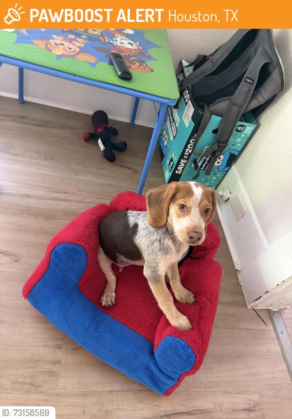 Found/Stray Male Dog last seen Hagerman St. and Sherman St, Houston, TX 77011