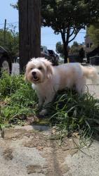 Reunited Unknown Dog last seen Waverly Street, Jersey City, NJ 07306
