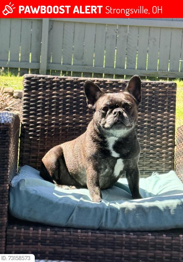 Lost Female Dog last seen Albion and West 130th Street, Strongsville, OH 44136