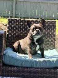 Lost Female Dog last seen Albion and West 130th Street, Strongsville, OH 44136