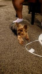 Reunited Male Dog last seen Old branch Ave, Camp Springs, MD 20746