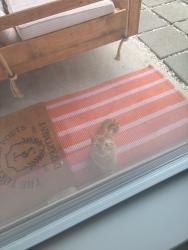 Found/Stray Male Cat last seen Johnston, Pineville, NC 28134