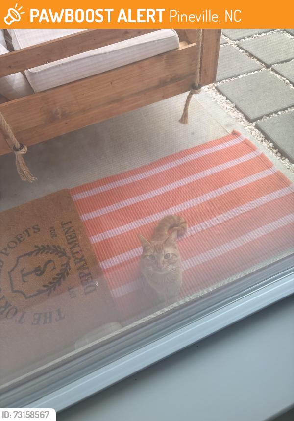 Found/Stray Male Cat last seen Johnston, Pineville, NC 28134