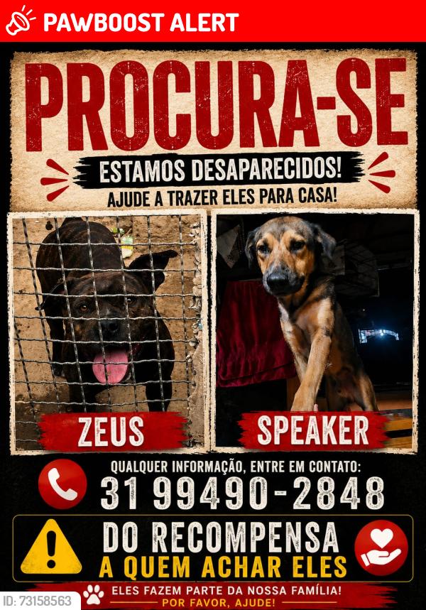 Lost Male Dog last seen Próximo a rua Dom Cabral 450, Novo Aarão Reis, MG 31845-260