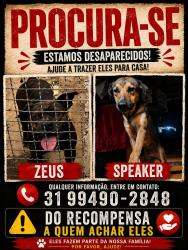 Lost Male Dog last seen Próximo a rua Dom Cabral 450, Novo Aarão Reis, MG 31845-260