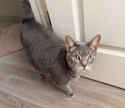 Lost Male Cat last seen Dorman Road, Fish Hawk, FL 33547