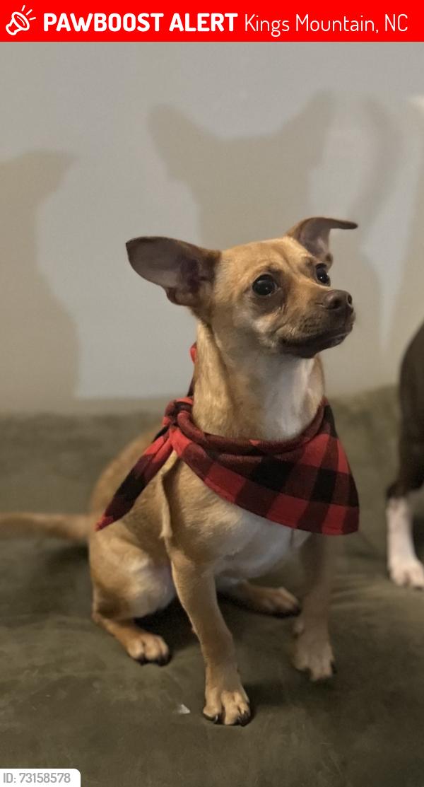 Lost Female Dog last seen Last seen in neighbors yard, Kings Mountain, NC 28086